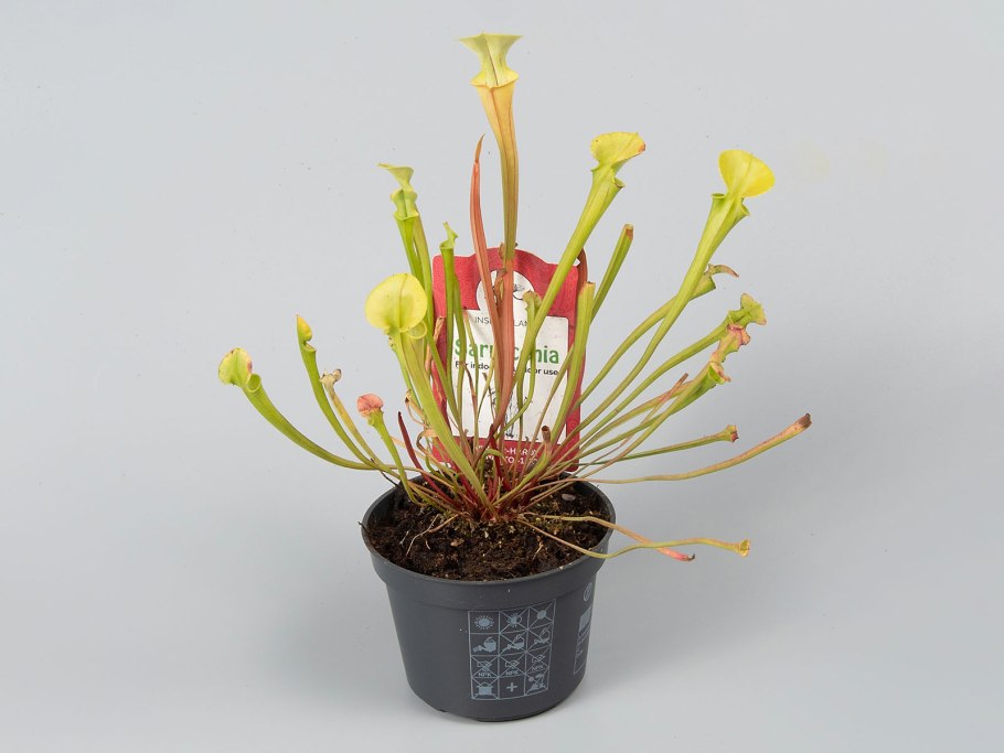 Хищные растение сарацения