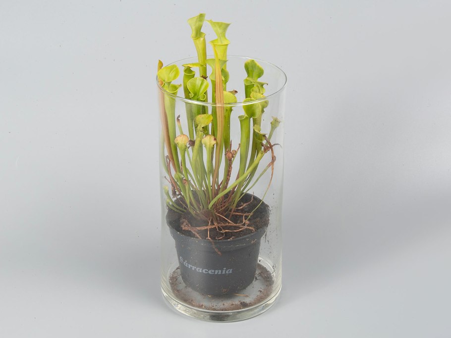 Саррацения белая