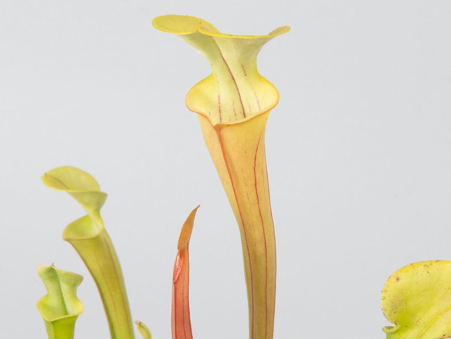 Непентес саррацения росянка