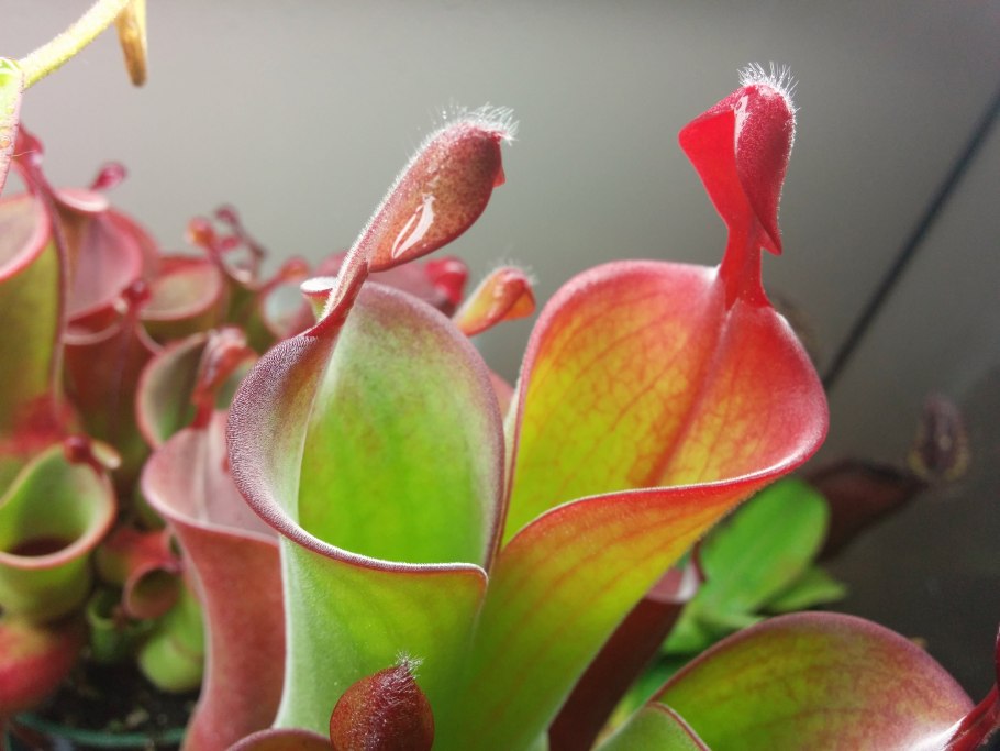 Sarracenia oreophila