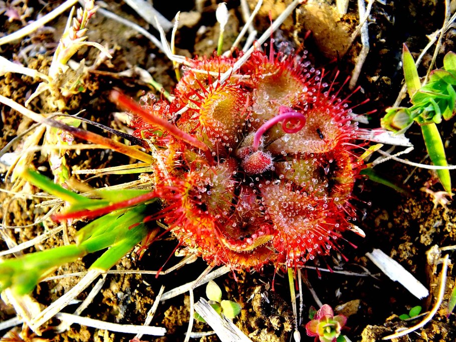 Sarracenia purpurea плотоядное растение