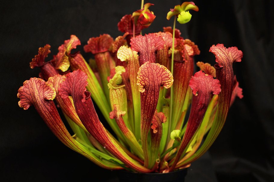 Sarracenia Maroon