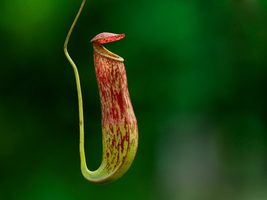 Саррацения в горшке