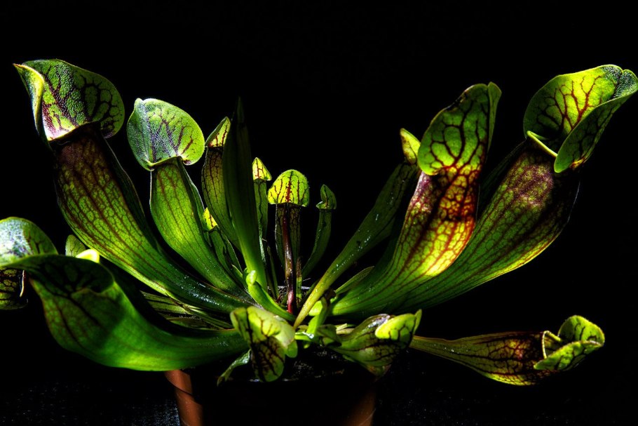 Саррацения Фарнхами