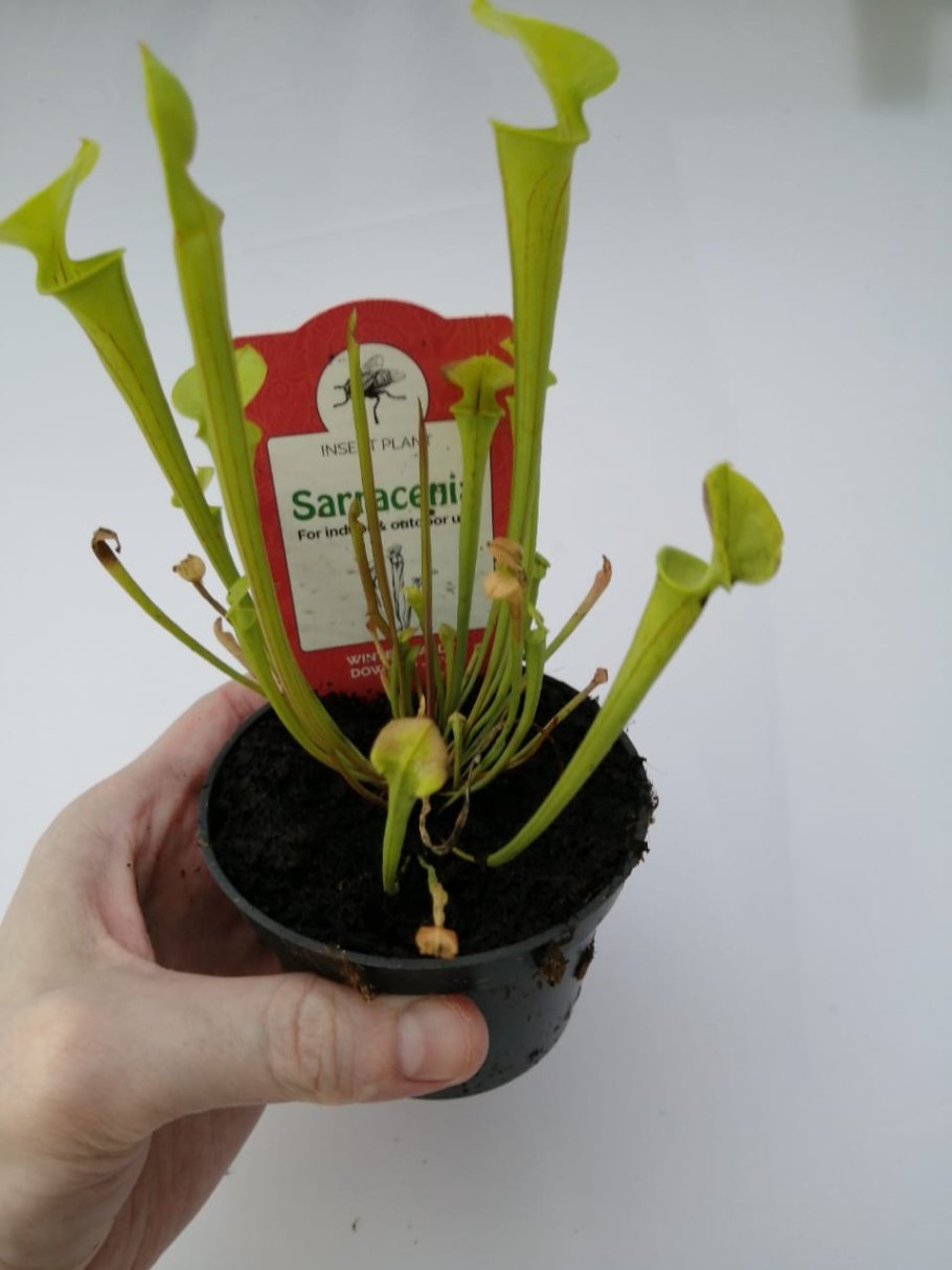 Саррацения purpurea