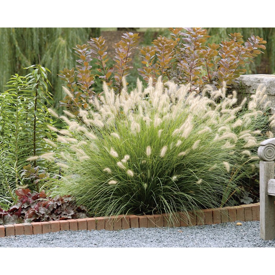 Кортадерия серебристая (пампасная трава)