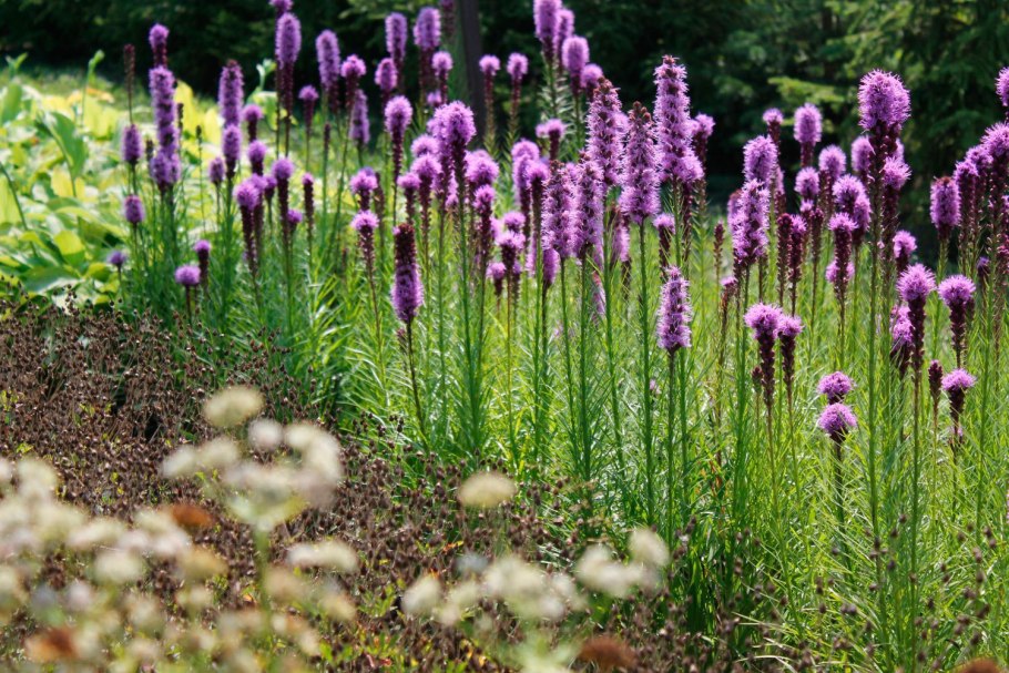 Осока розовая Carex rosea