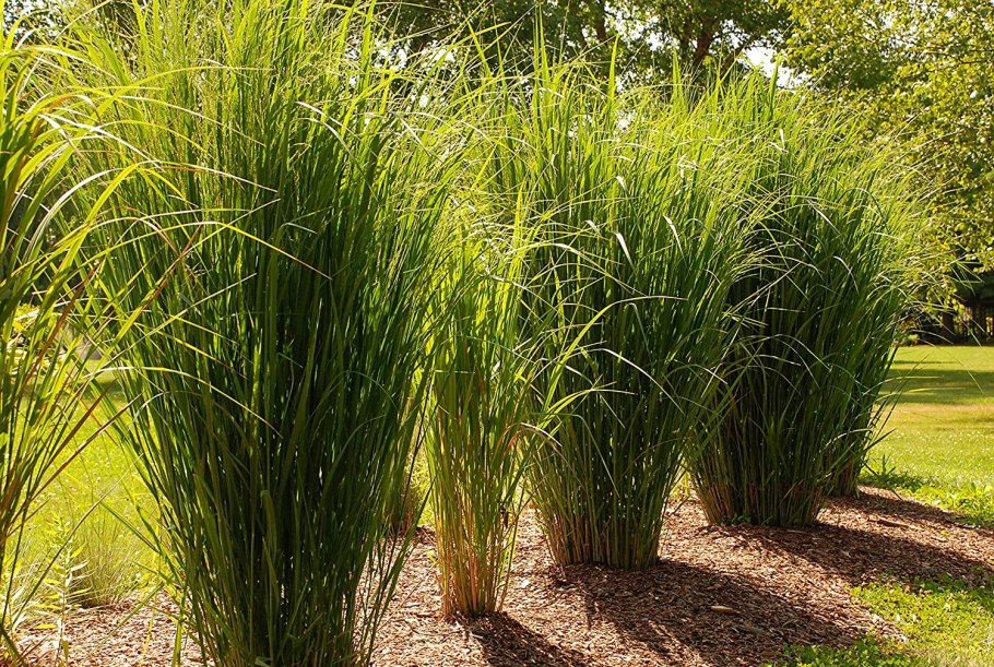 Мискантус китайский Грацилимус