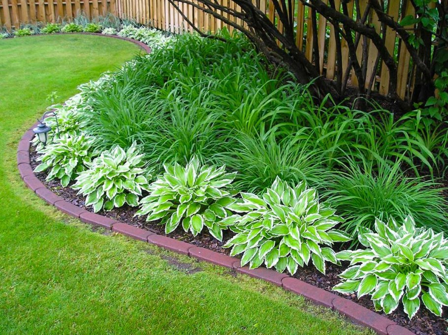 Просо прутьевидное (Panicum virgatum Rotstrahlbusch)