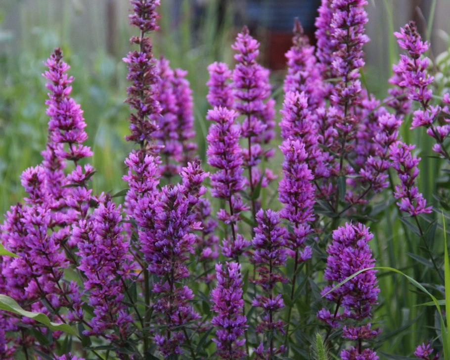 Розмарин оффициналис