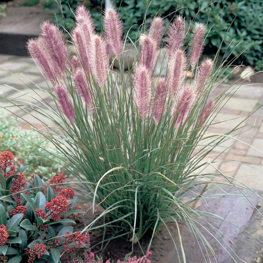 Panicum virgatum Northwind