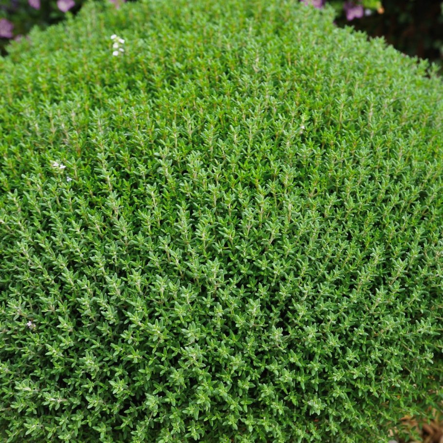 Лиатрис колосковый