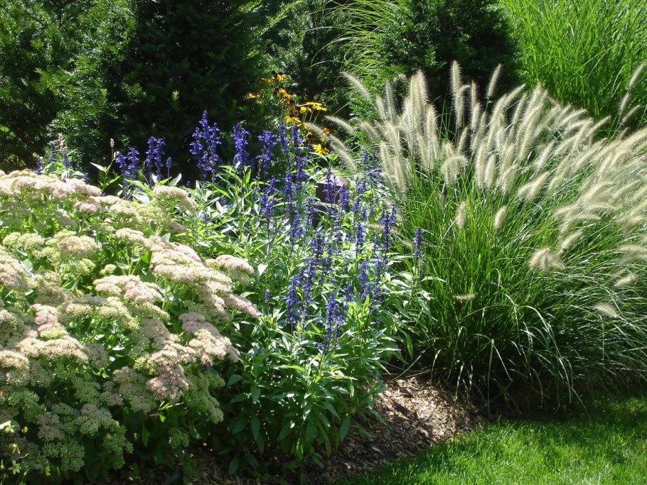 Шалфей Дубравный салют айс Блю