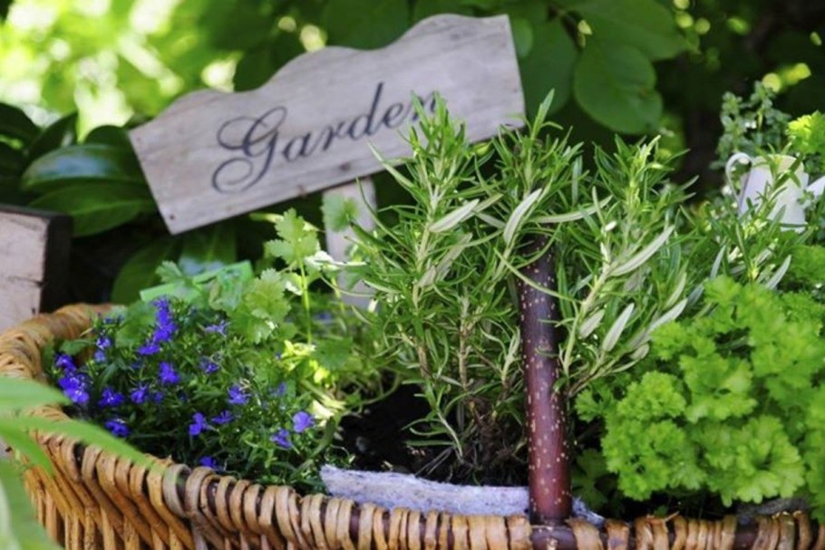 Чабер огородный ароматный многолетний