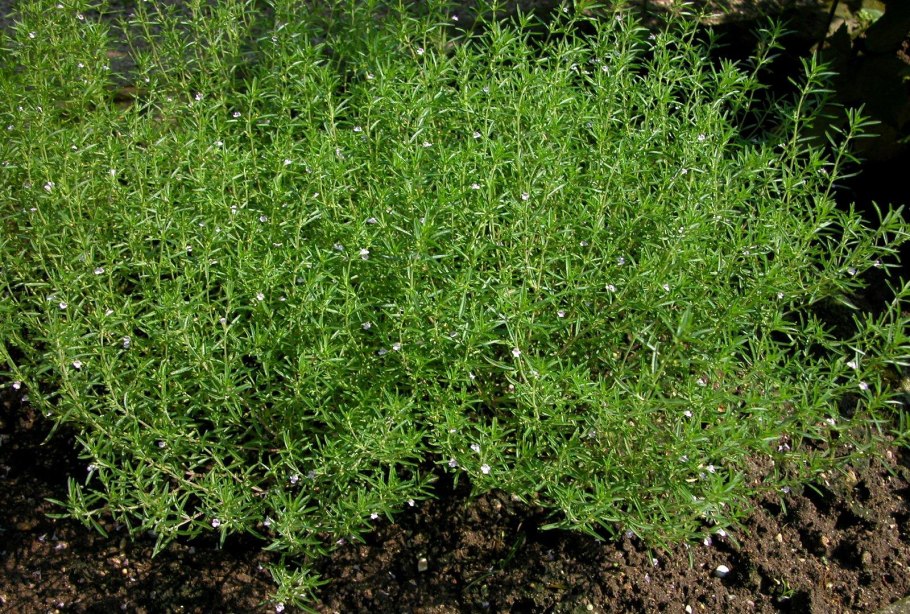 Трава портулак огородный