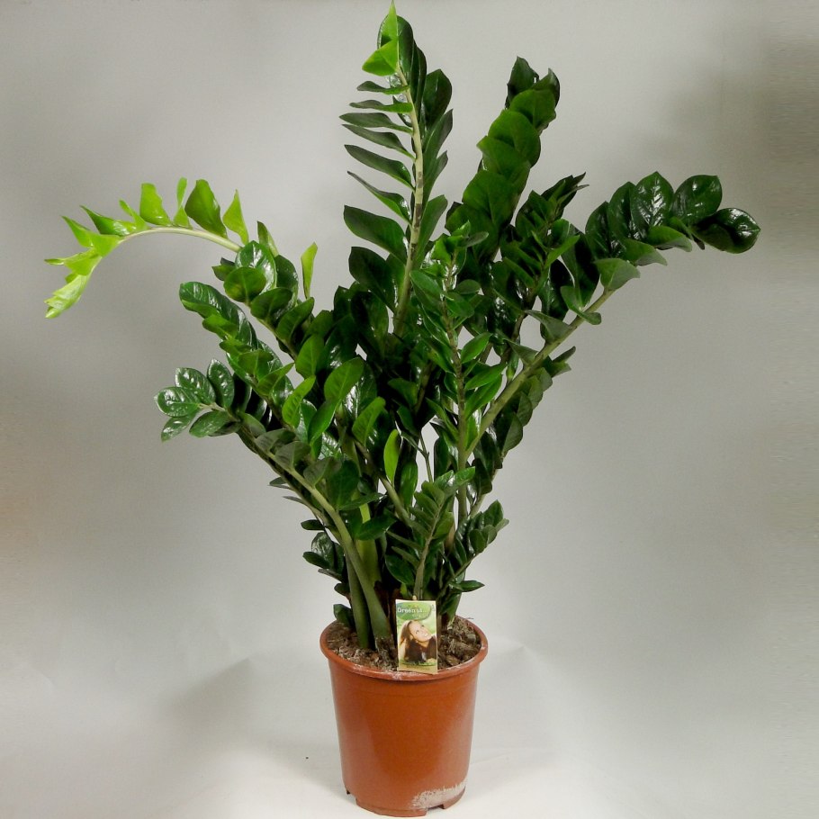 Замиокулькас zamiifolia