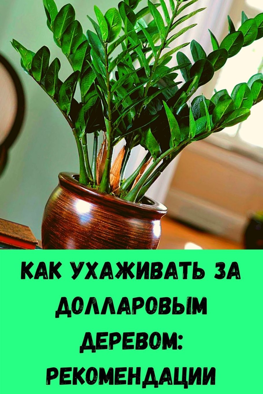 Замиокулькас ланцетовидный
