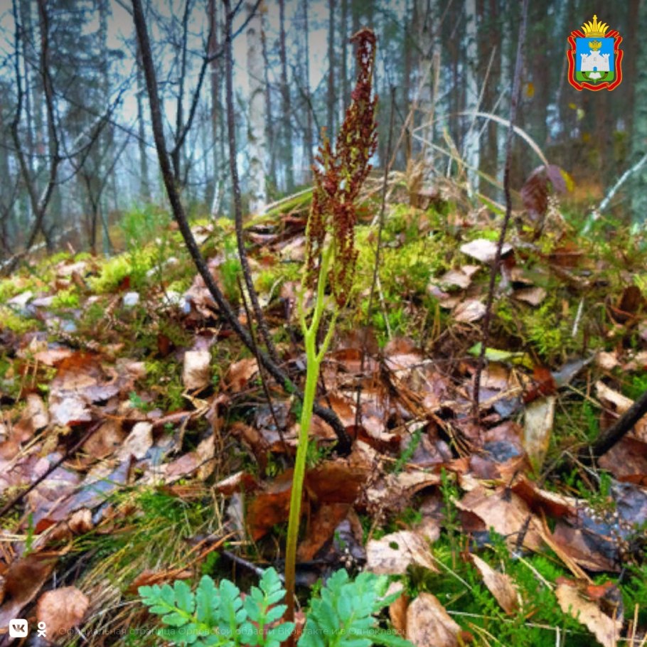 Botrychium virginianum