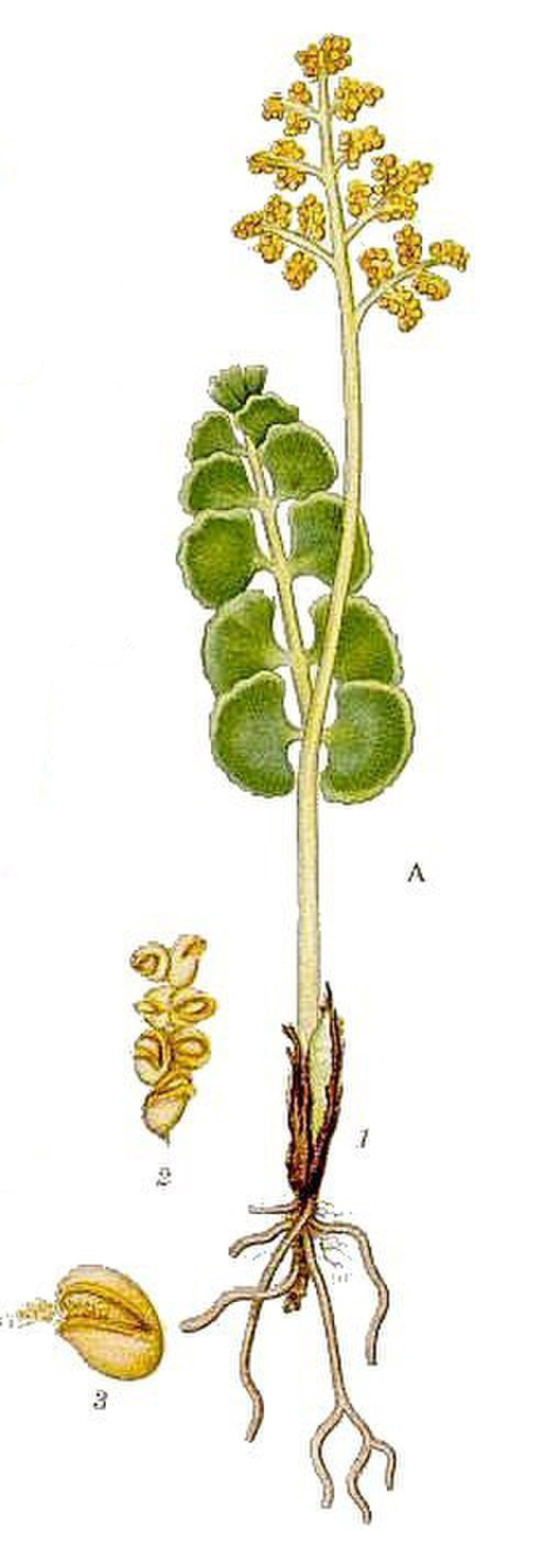 Гроздовник многораздельный Botrychium multifidum (s. g. Gmel) Rupr.
