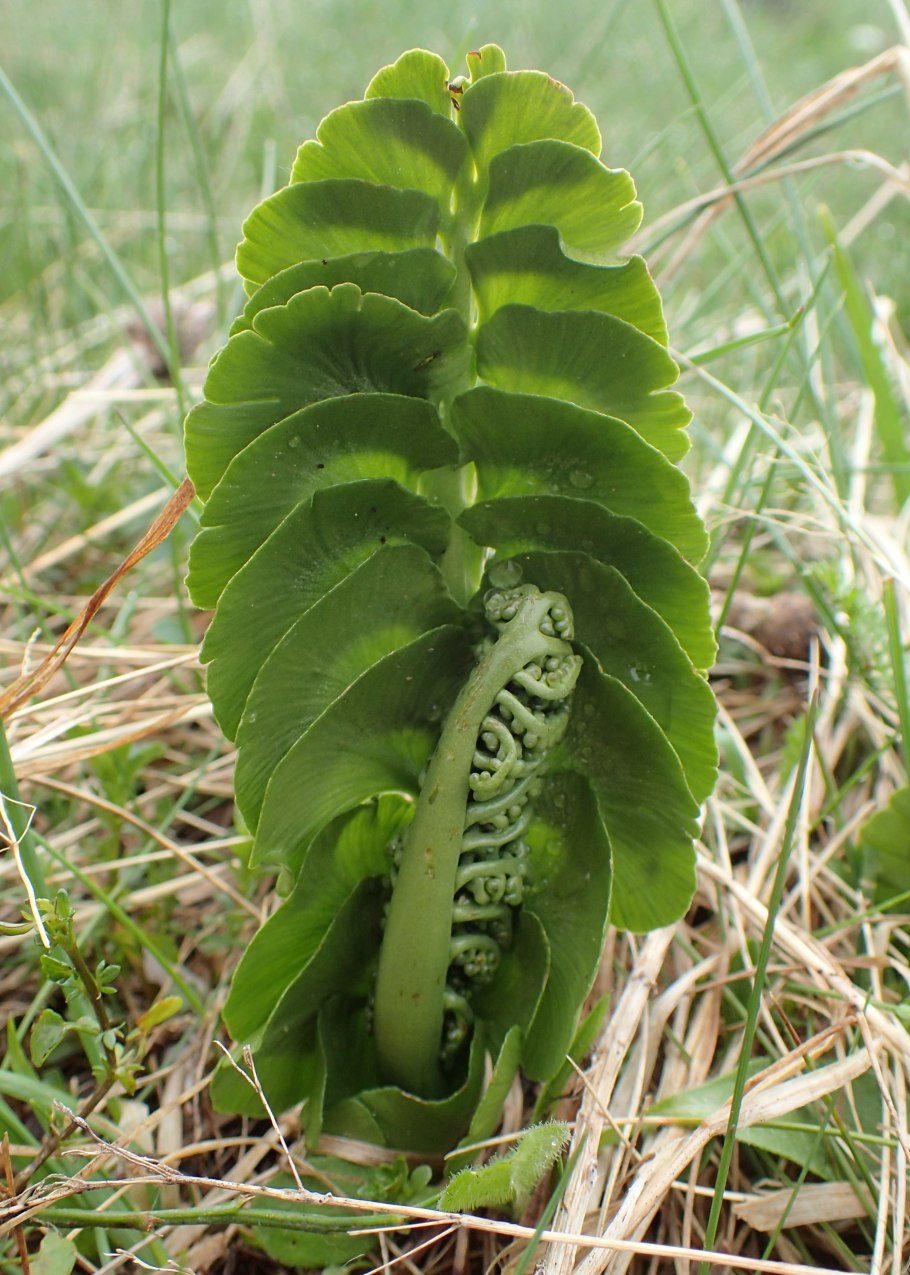 Гроздовник виргинский – Botrychium virginianum (l.) SW.