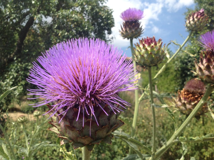 Чертополох обыкновенный