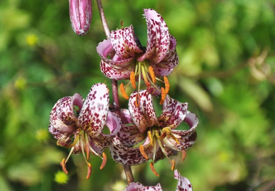 Lilium martagon — Лилия саранка