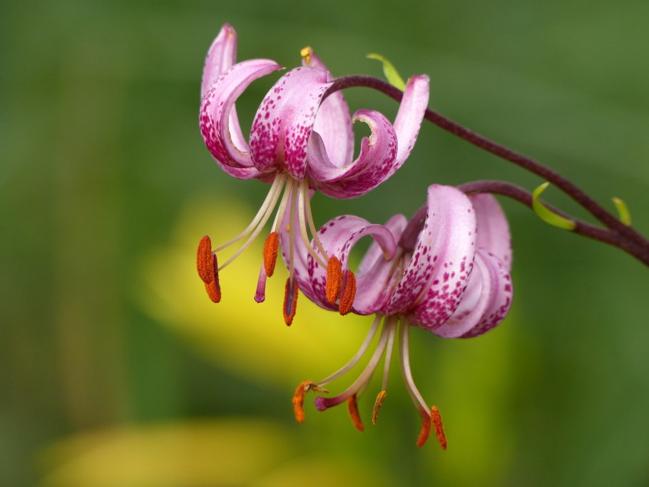 Lilium martagon — Лилия саранка