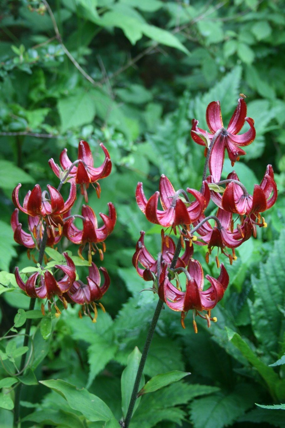 Лилия мартагон Альба