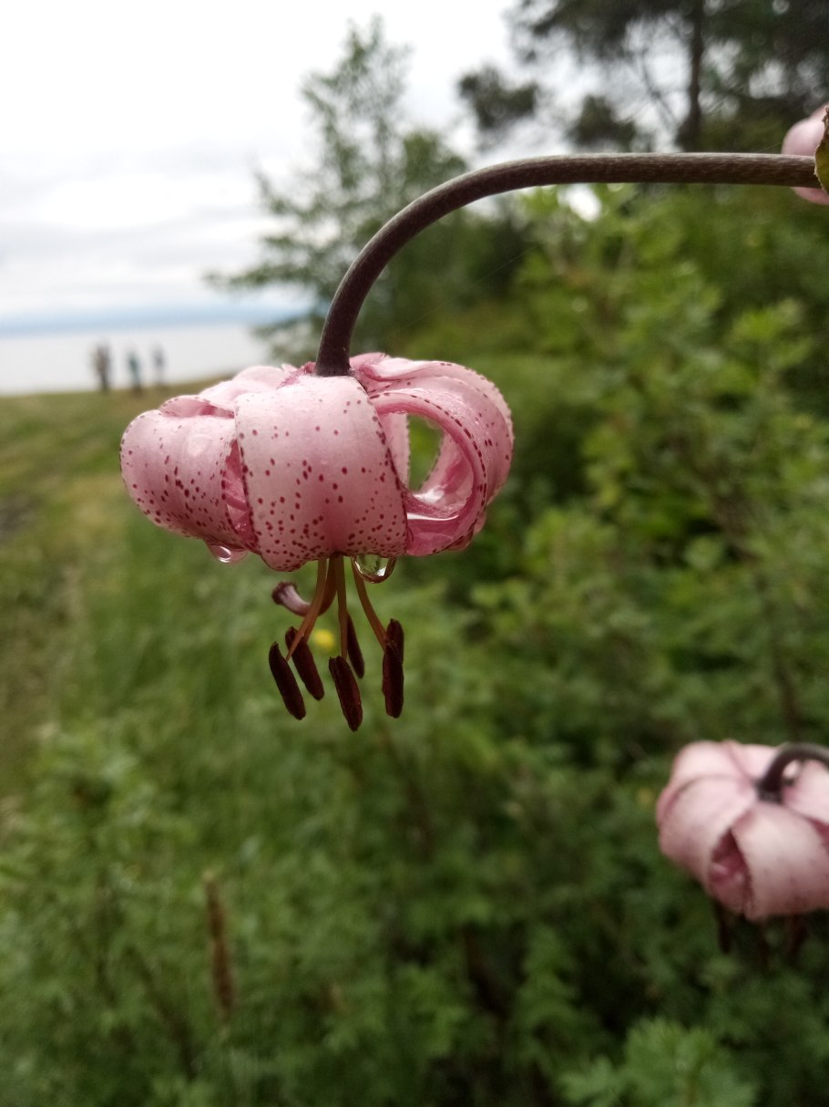 Лилия саранка сушёная