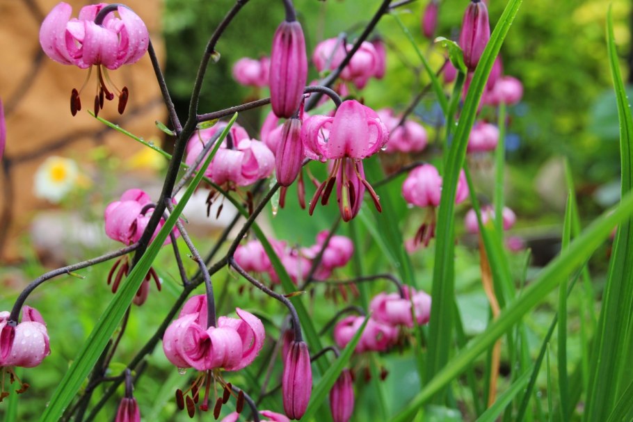 Lilium martagon — Лилия саранка