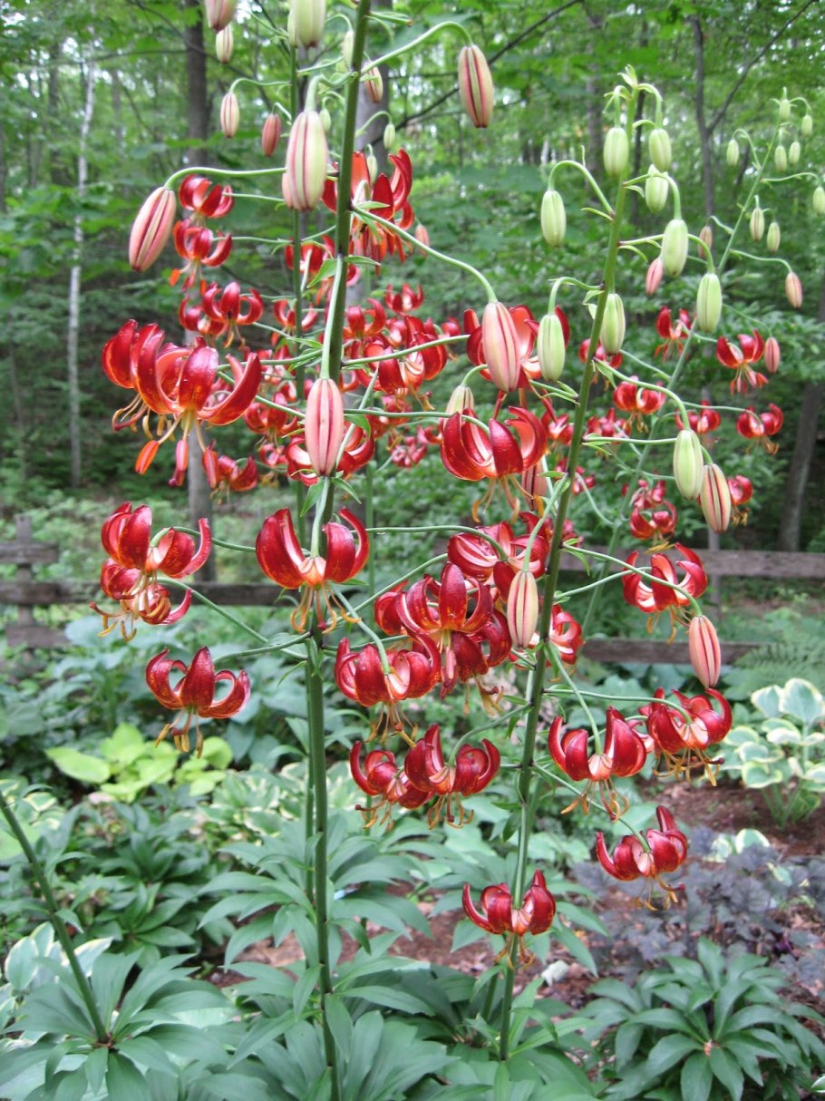 Лилия кудреватая