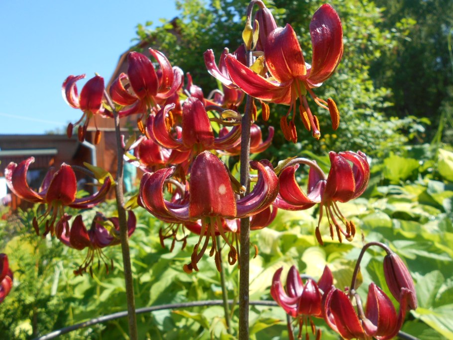 Саранка кудреватая