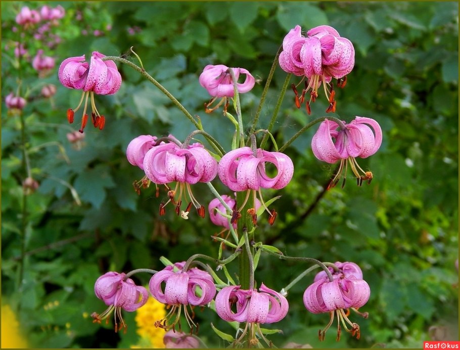 Лилия саранка