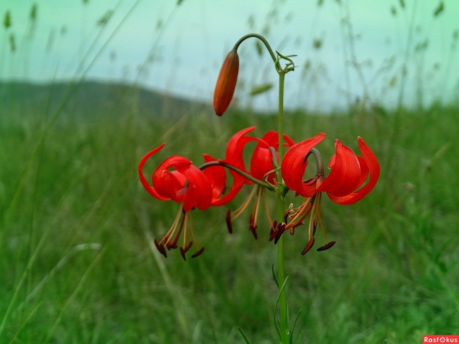 Лилия кудреватая мартагон