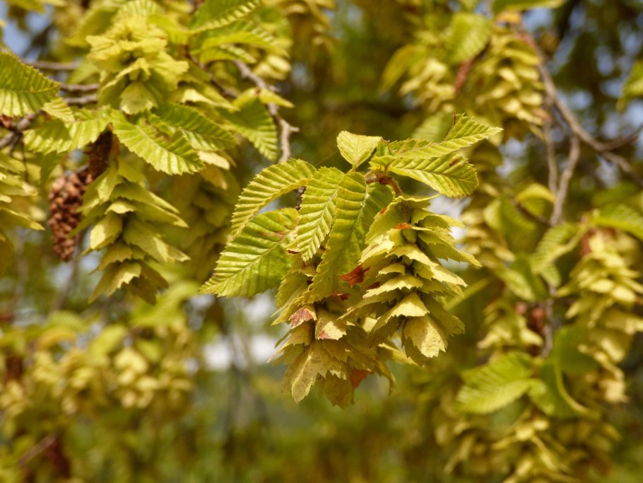 Граб обыкновенный — Сarpinus betulus