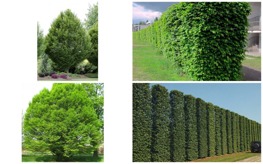 Вяз шершавый Ulmus glabra HUDS