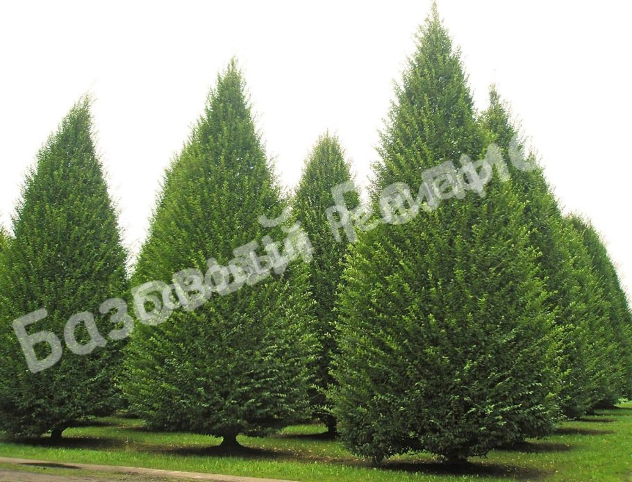 Граб листья