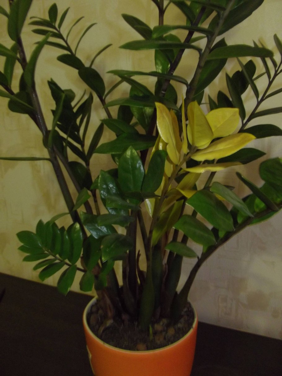 Бледный замиокулькас