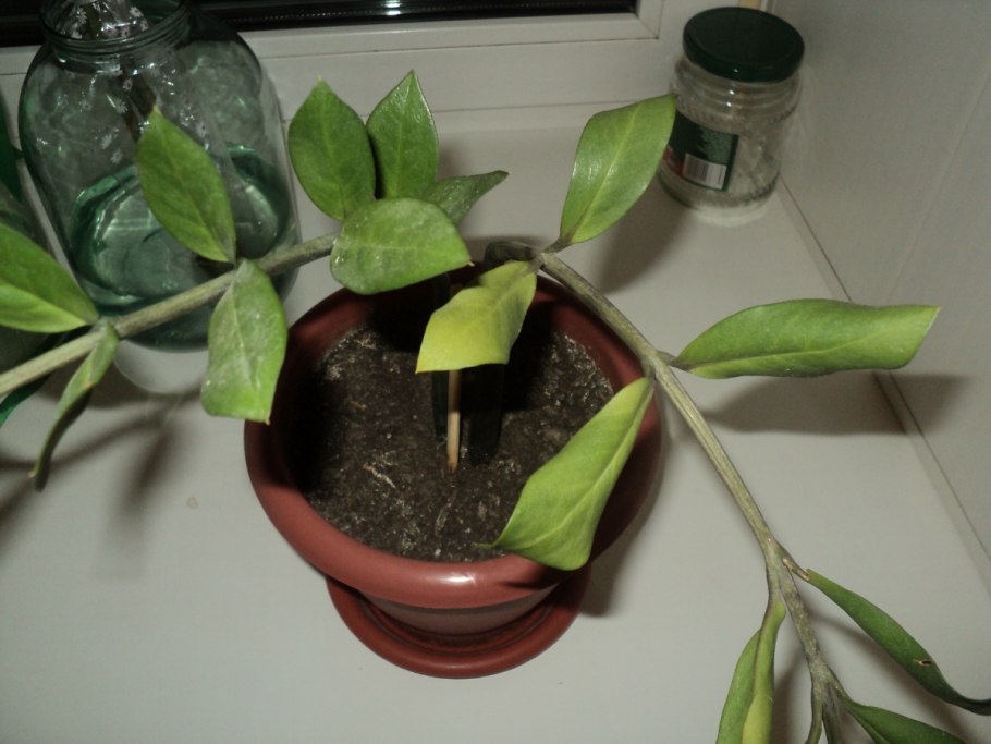 Замиокулькас ланцетовидный