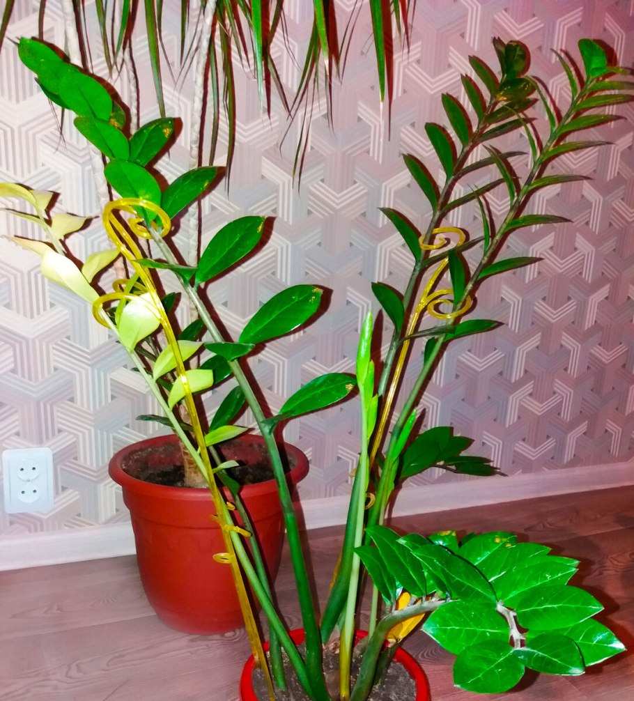 Хамедорея замиокулькас