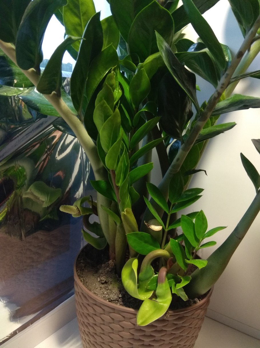 Замиокулькас трипсы