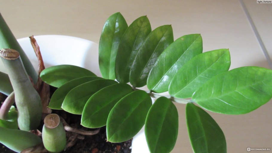 Долларовое дерево композиция