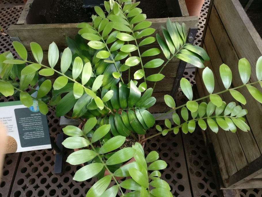 Замиокулькас стебель