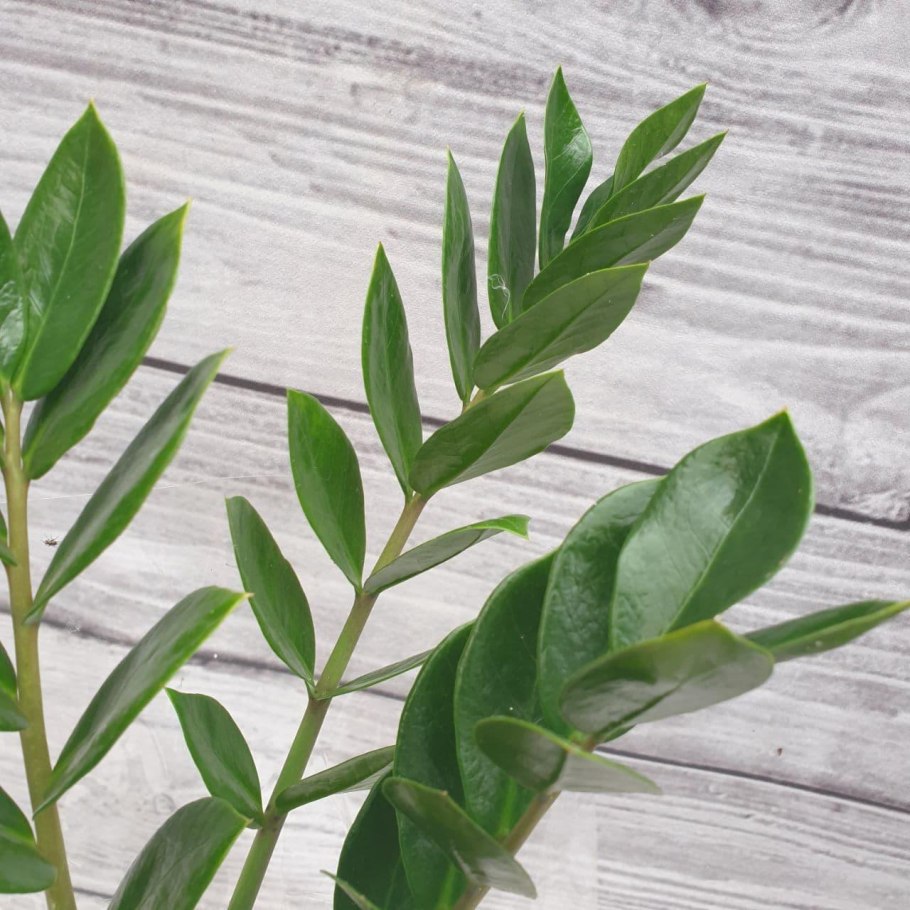 Замиокулькас щитовка