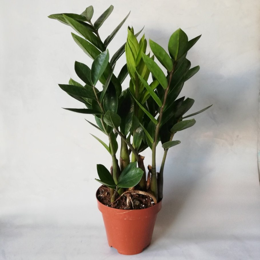 Замиокулькас пожелтел