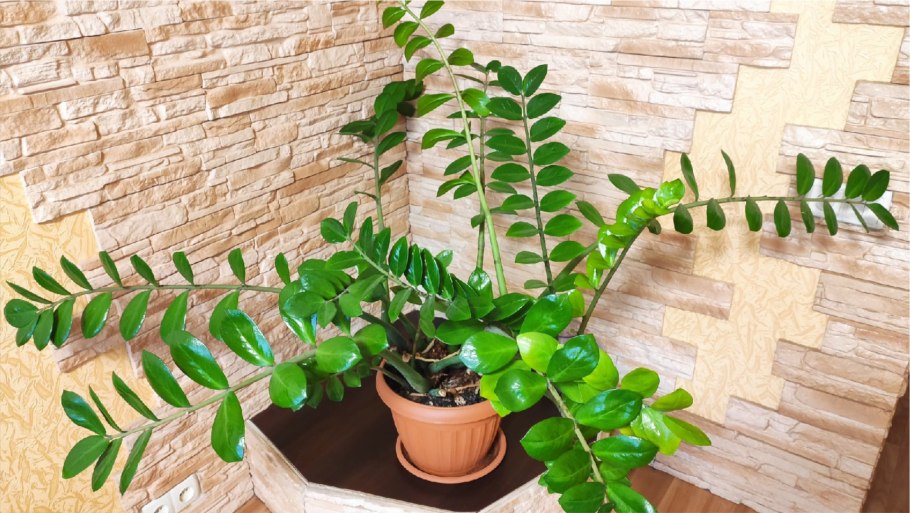 Хлороз замиокулькаса