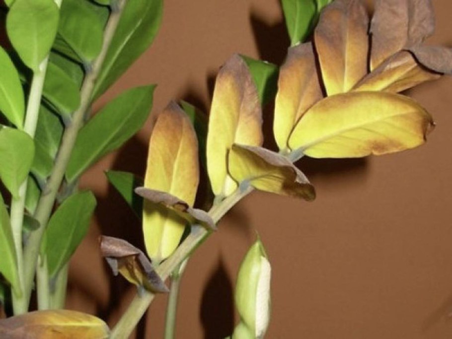 Замиокулькас цветет