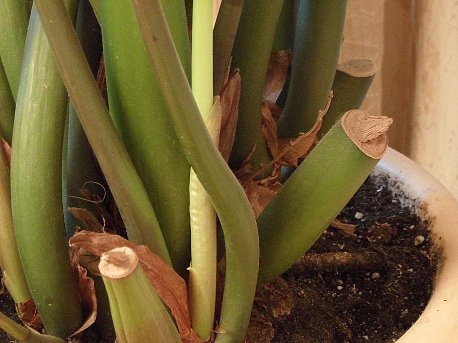 Замиокулькас липкие листья