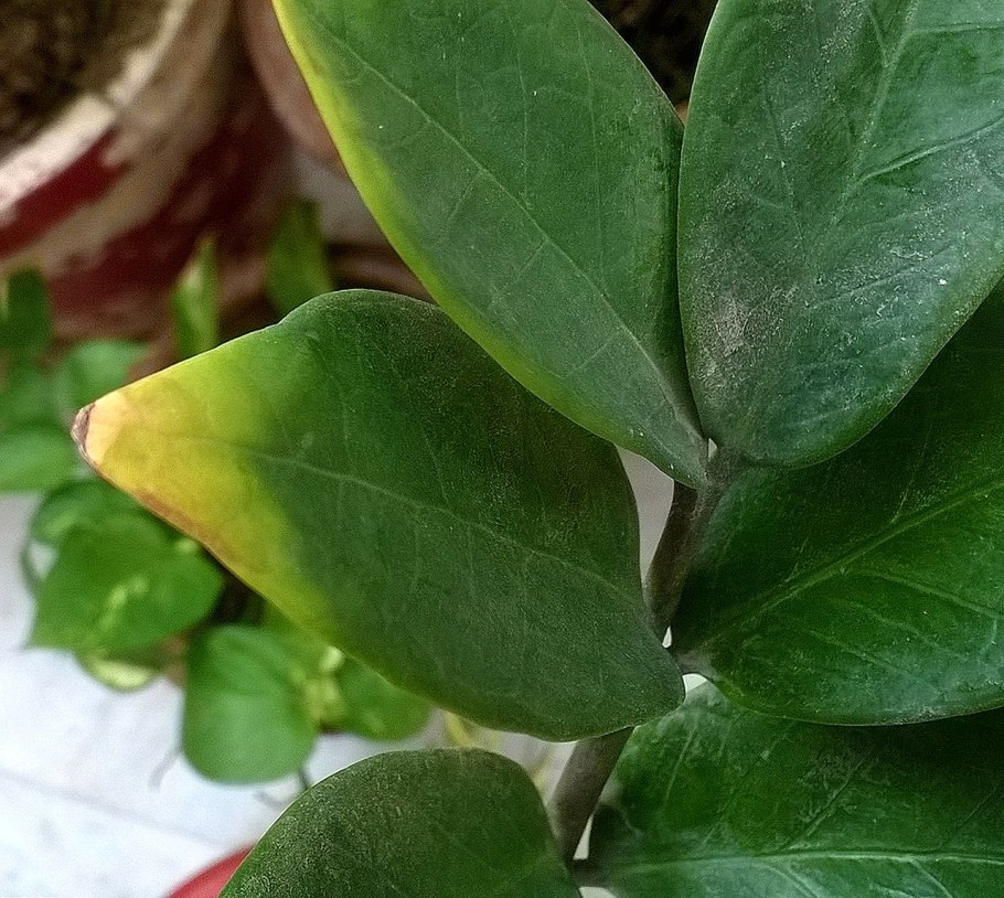 Перлит для замиокулькаса