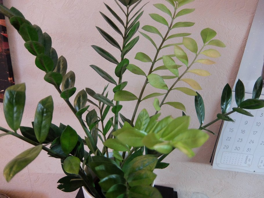 Замиокулькас ланцетовидный